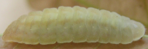 Larvae